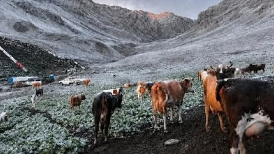 Kaçkar Dağları’nın Etekleri Ağustos’ta Beyaza Büründü